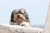 PETIT CHIEN LION 102